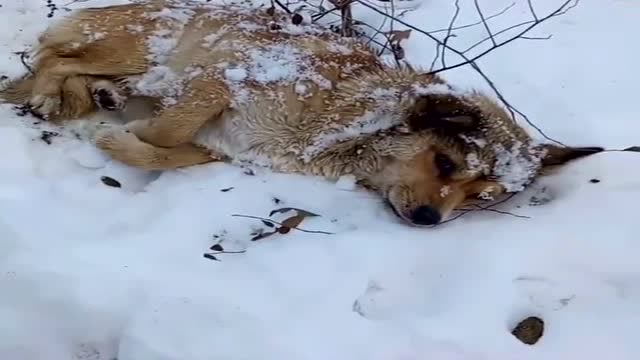 小狗被主人遗弃了,自己跑到山上了,都快要冻死了!