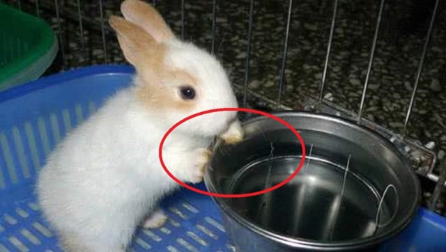 兔子喝水就会死?难道它们不渴吗?听听专家是如何说的!
