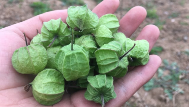 乡间无闲草,用好皆是宝!野生灯笼果,一块了解下吧