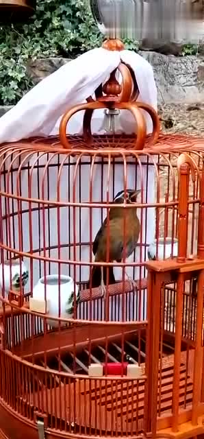 东东画眉鸟套之画眉鸟溜出状态,开始连口叫了!