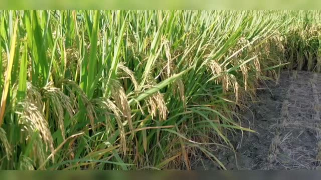 旌优华珍剑阁县2019年品比表现