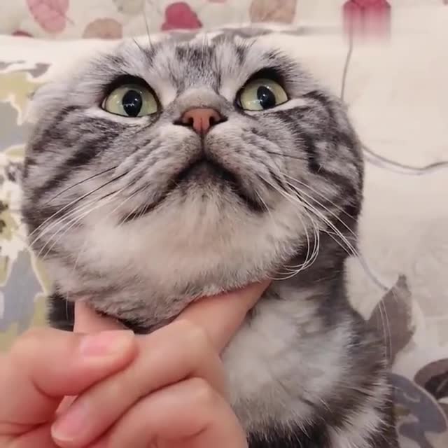 猫咪尿到主人裤子上,受到主人的威胁,看它那倔强的小眼神