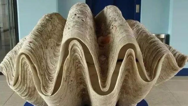 世界上最大贝壳,号称"食人蚌",却被车成珠子,已成易危物种