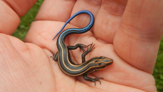 湖南农民捡到野鸡蛋拿回家孵化后竟孵出蓝尾龙子