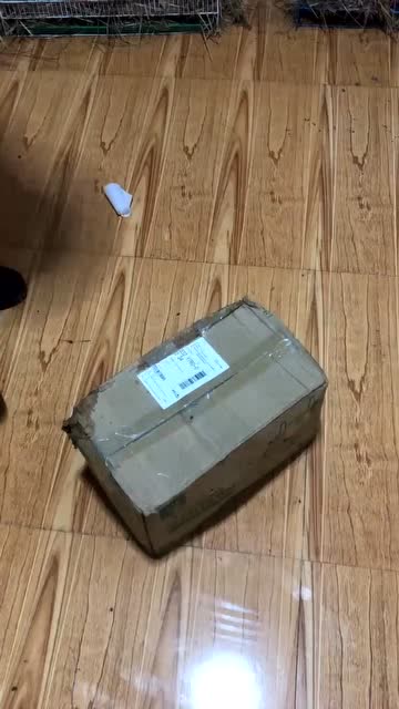 网上买的活体龙猫,拆开盒子果然没让我失望