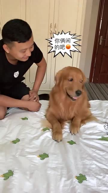 金毛轮胎是一条有脾气的狗狗,主人的一个动作,立马激怒了它