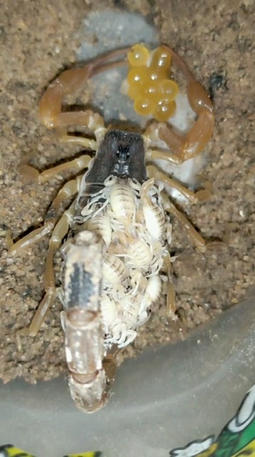 母蝎子刚刚生产你们知道这只母蝎子抱的什么吗