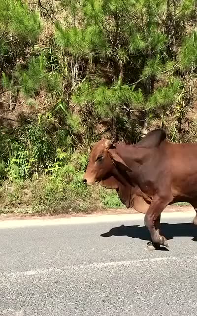 霸气的黄牛,走路真牛呀.