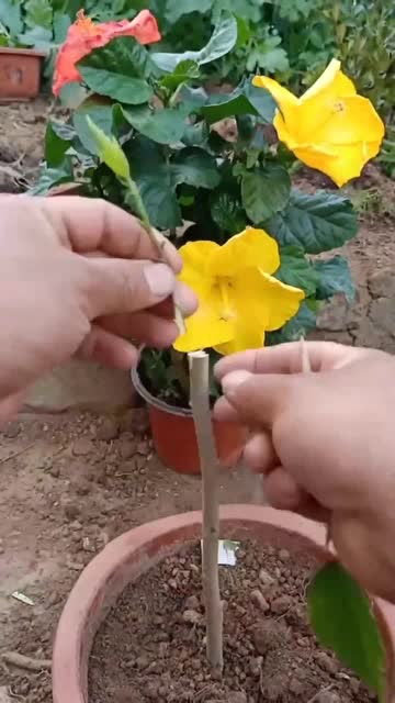 嫁接复色木槿过程