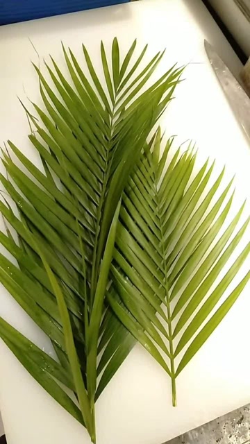 散尾葵剪裁教程来了,刺身摆盘专用