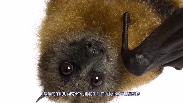蝙蝠起源历史是什么?真的是老鼠演变过来的吗?结果难以置信!