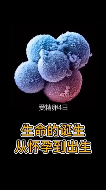 生命的诞生,从怀孕到出生!