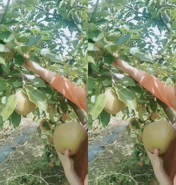 秤砣梨,硬得像秤砣,水多又甜特别好吃