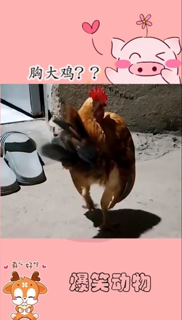 这就是胸大鸡