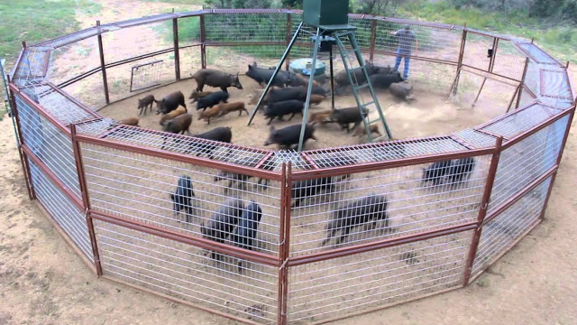 特种野猪养殖场图片