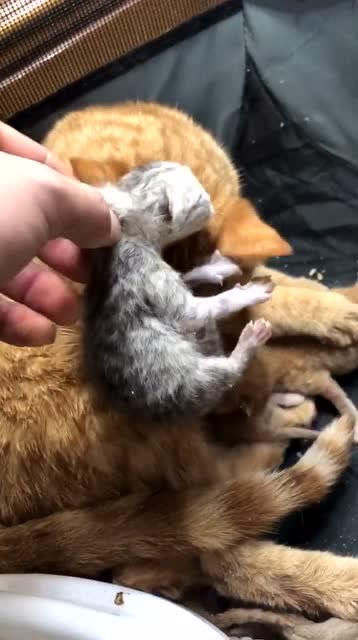 银渐层和橘猫生的孩子我以为会生出金渐层最后我失望了