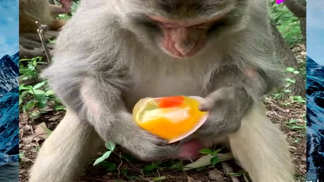 猴子吃喜之郎果冻,网友:要不是我进化得快,在这表演的就是我了!