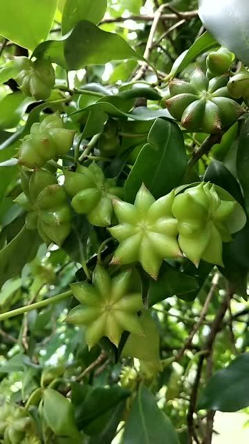 原来新鲜的八角是长这样的?原谅我的见识短!