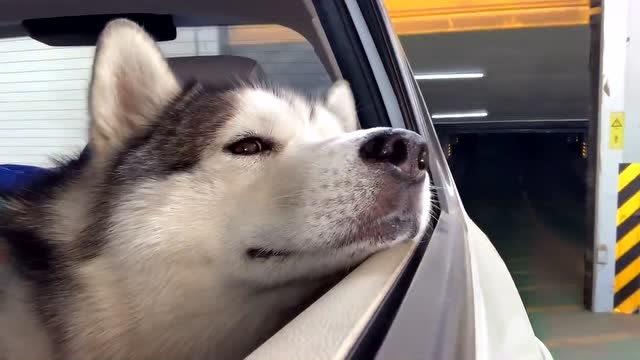 狗子第一次坐车,看这窗外的风景,陷入了沉思!