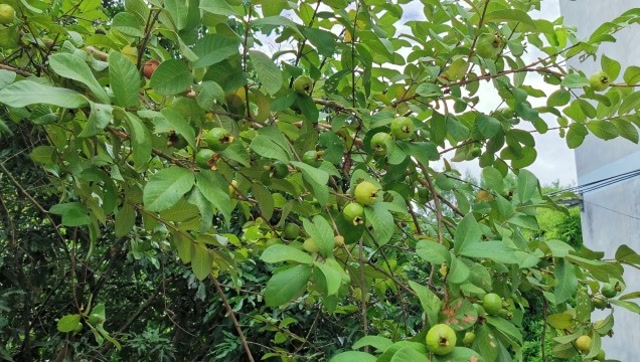 龙哥家的边上长着一棵野生番石榴,吃一口香甜醉人,可惜不能多吃