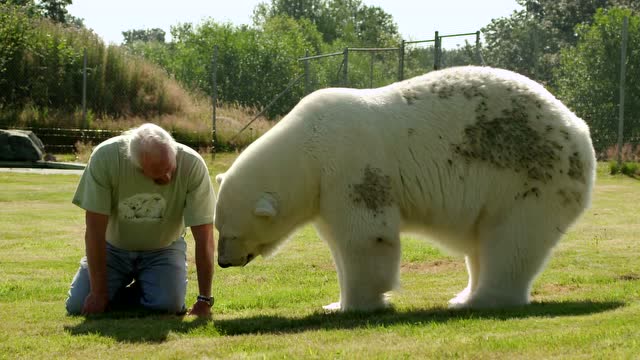 从小生活在内陆家庭的北极熊阿吉!用咕噜声表达自己的欢喜!