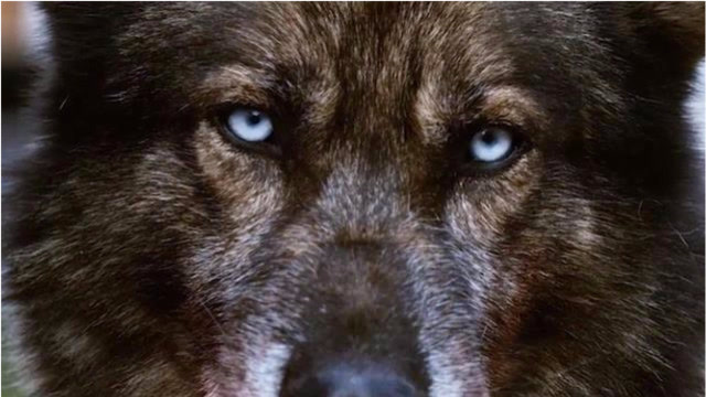 凶恶狼狗在全城范围内展开疯狂杀戮,明白真相后,警察也落泪了!