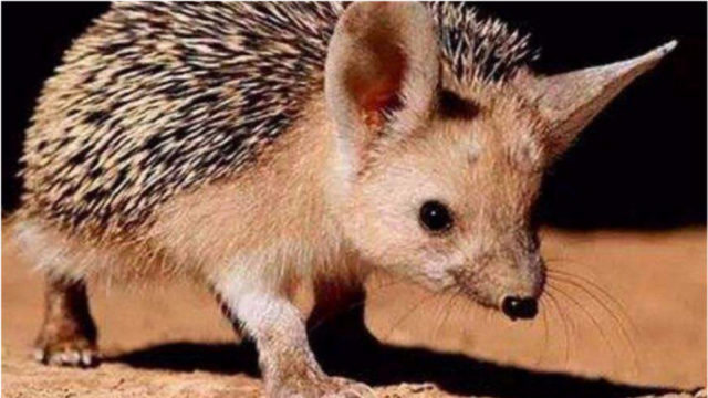 大耳猬喜欢夜间觅食,在塔克拉玛干沙漠,偶尔能看见它的身影