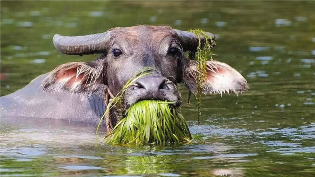 老牛吃草的照片图片