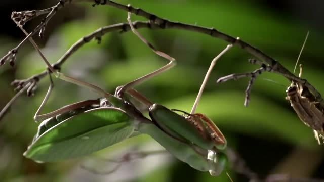 快至45毫秒!超级慢镜头下,螳螂的攻击速度令人叹服!