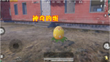 和平精英：玩家发现一枚神奇的鸡蛋，意外孵化“超萌走地鸡”！