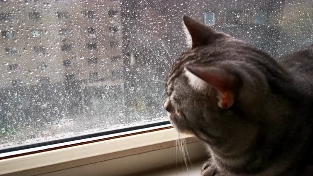 这么喜欢看雨的猫咪还是第一次见只要下雨就趴在窗台看直到雨停