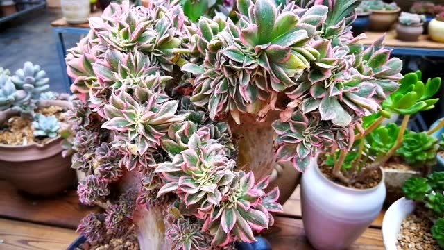 云南多肉植物欣赏:大鹏展翅的灿烂缀化老桩!