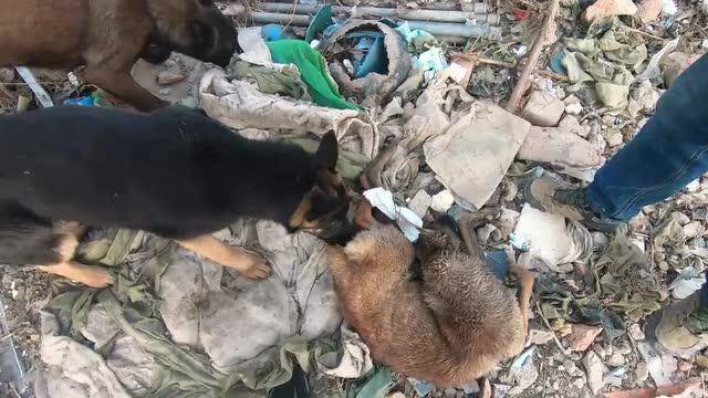 马犬莫名其妙死亡,小丁和二哥仔细检查分析后,是棍子打死的!