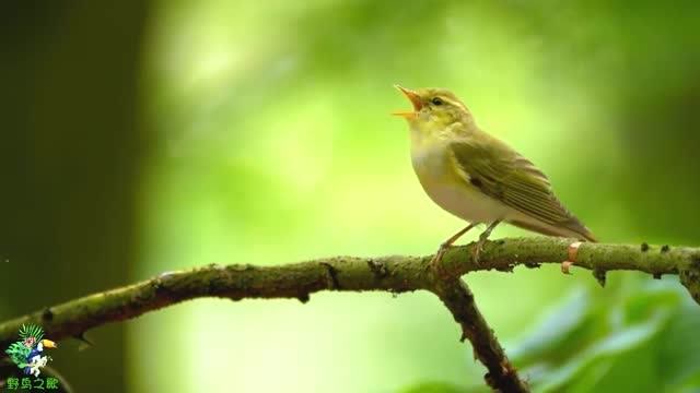 林柳莺的鸣叫声,清脆婉转,挺好听的