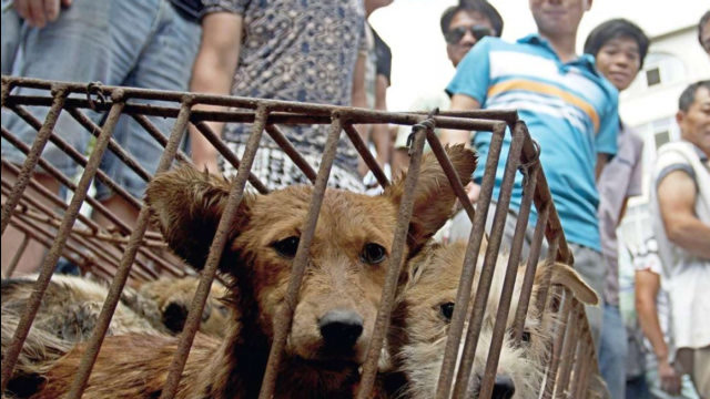 屠宰场里面的狗狗,为什么都不敢逃跑?看完让人心疼!