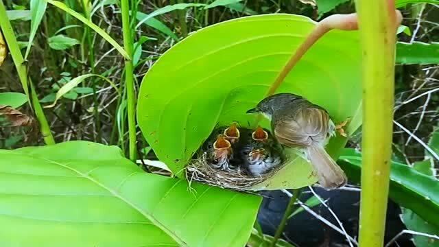 四只小雏鸟张口待食, 以求快快生长,02来报答鸟妈妈浩荡的母恩!