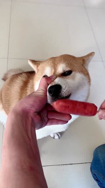 它不是人但主人是真的狗捏住狗嘴用烤肠引诱是人干的事吗