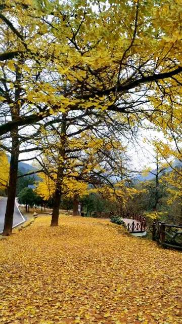桐子坳村景区游玩季节图片