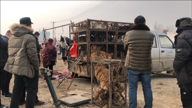 实拍狗市宰狗现场屠夫手法娴熟狗子吓得不敢吱声