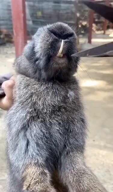 兔子牙照片 真实照片图片