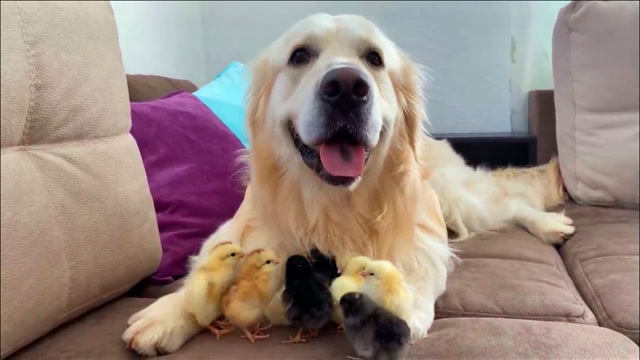 狗狗与小鸡的跨界友谊,场面太温馨了