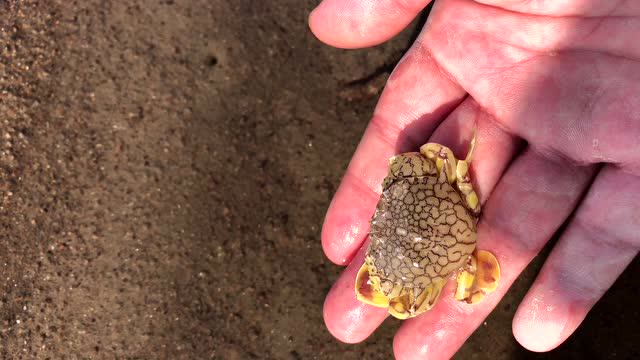 大海退潮大奎赶海发现一只花盖螃蟹,沙滩上捡到一块黑石头像陨石#生活