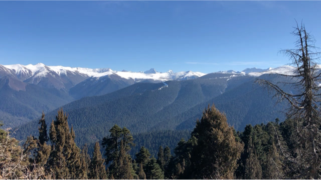冬天里西藏鲁朗林海雪原