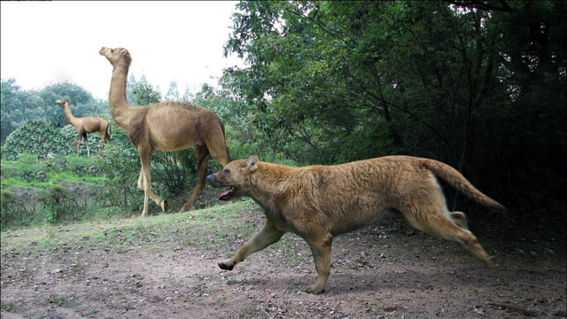 海德尼上犬,真正的犬科巨兽,唯一能与大猫叫板的犬科动物