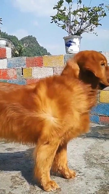 藏獒头枫叶红金毛犬