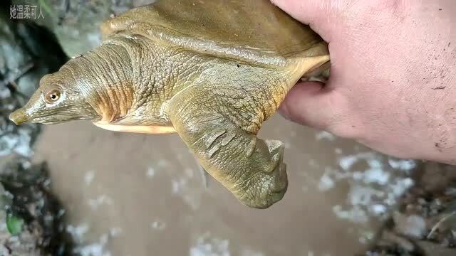 养殖场附近抓甲鱼,四年甲鱼脖子有多长,结果很意外!