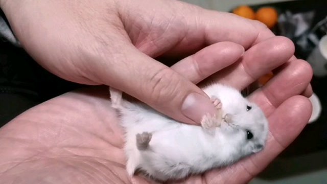 萌宠仓鼠之小白丸子挠痒痒 哈哈大笑(标题未满6个字)