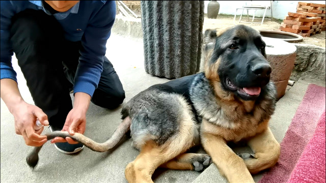 剃了毛的小德牧,像个狮子,62斤的狗子,白天当保镖,晚上当保安