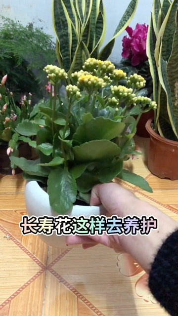 长寿花日常养护