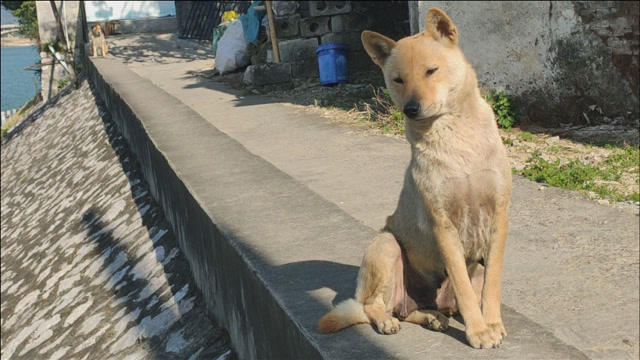 大黄狗在超市门口等83岁老人,中国的土狗规矩又忠诚